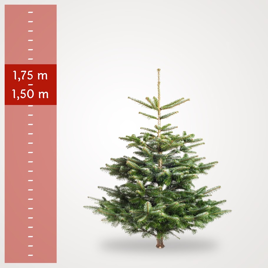 Lille Juletræ (1,50-1,75 m)