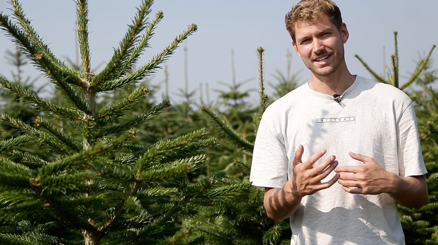 Medarbejder fra TreeTime mellem nordmannsgran juletræer i plantagen